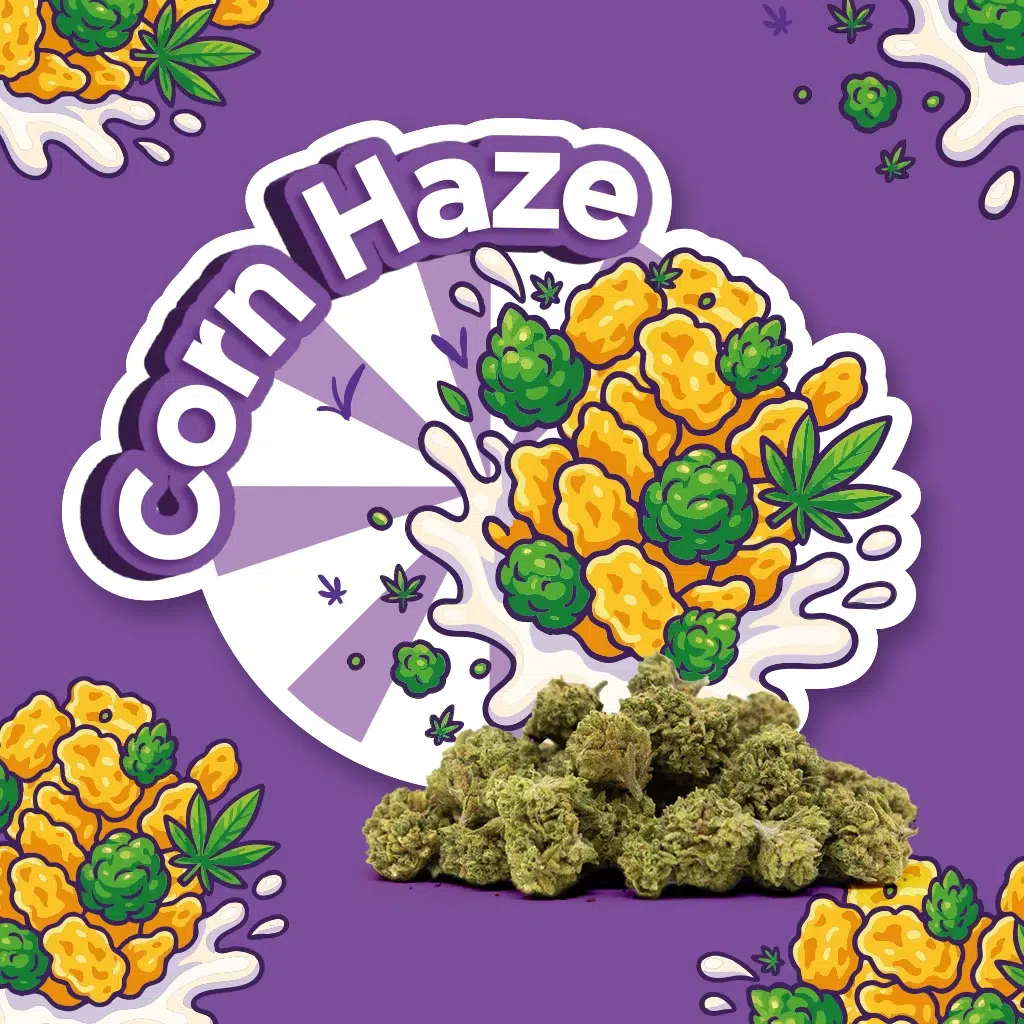 corn-haze-indoor-small-buds-cbd.webp